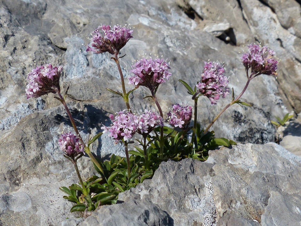 Valeriana apula (Caprifoliaceae)